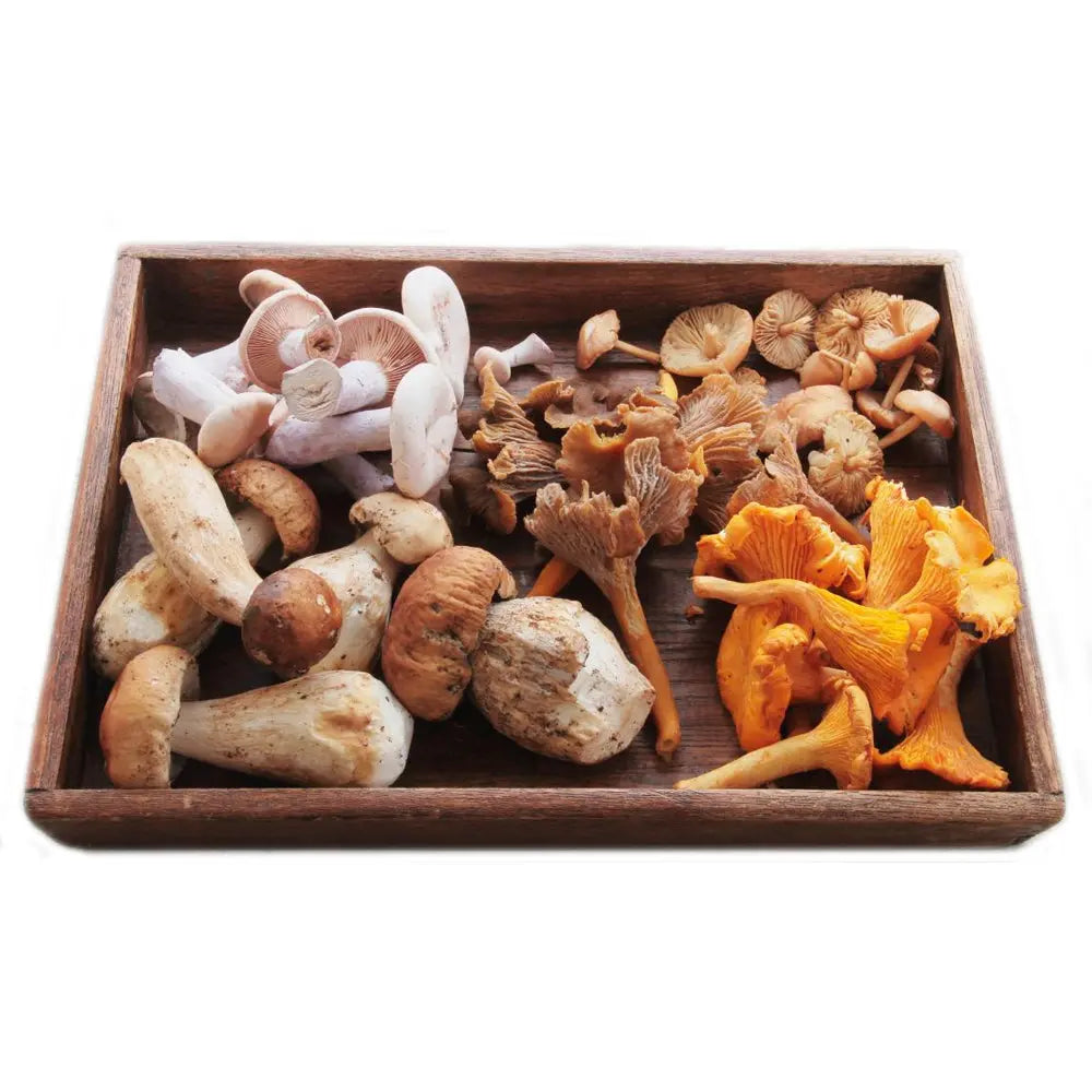 Seven Mushrooms TBE Herbs