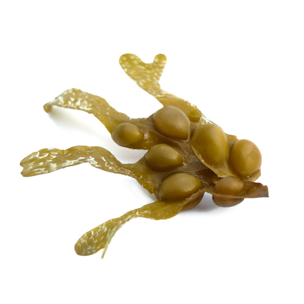 Bladderwrack