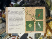 Total Body Enhancement Herbs - Maori Oracle, New Zealand